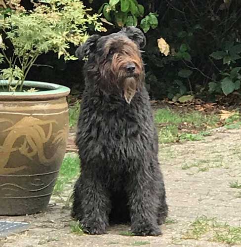 Bouvier BRECHTJE MAISKE v CAYA'S HOME